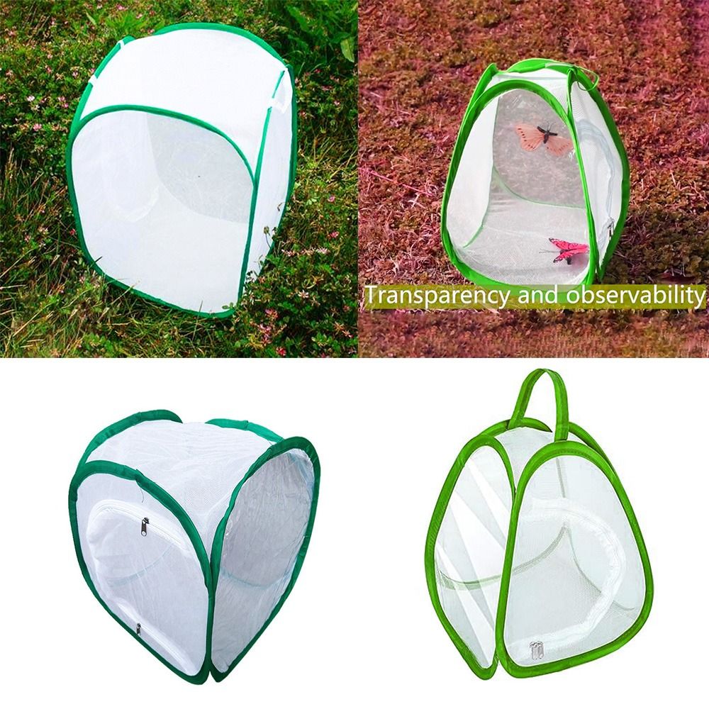 Green Collapsible Insect Cage  - Green Screen Collapsible review and price